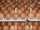 Agen Telur Ayam Ras di Depok