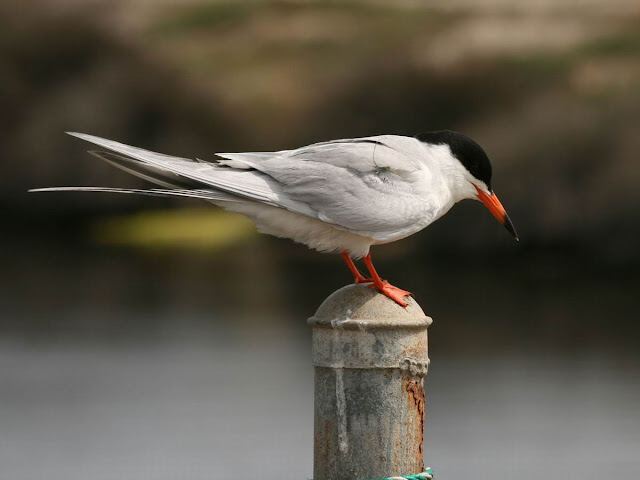 Least Terns Birds Pictures, http://dmjapan.blogspot.com/