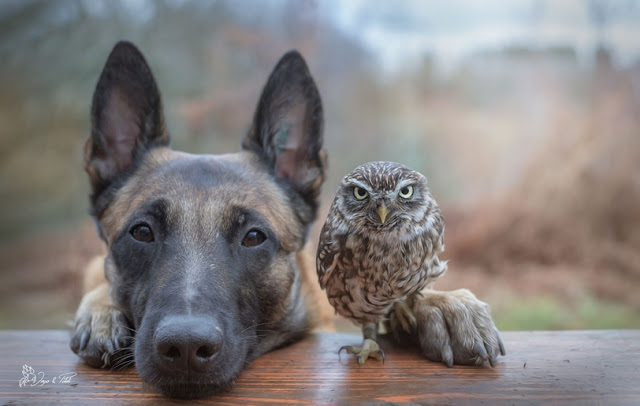 Tiny Owl Adopts Belgian Shepherd, And Now They’re The Best Of Friends! [Photos]