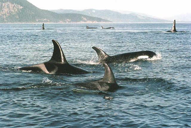 WHALES IN A GROUP MOVING