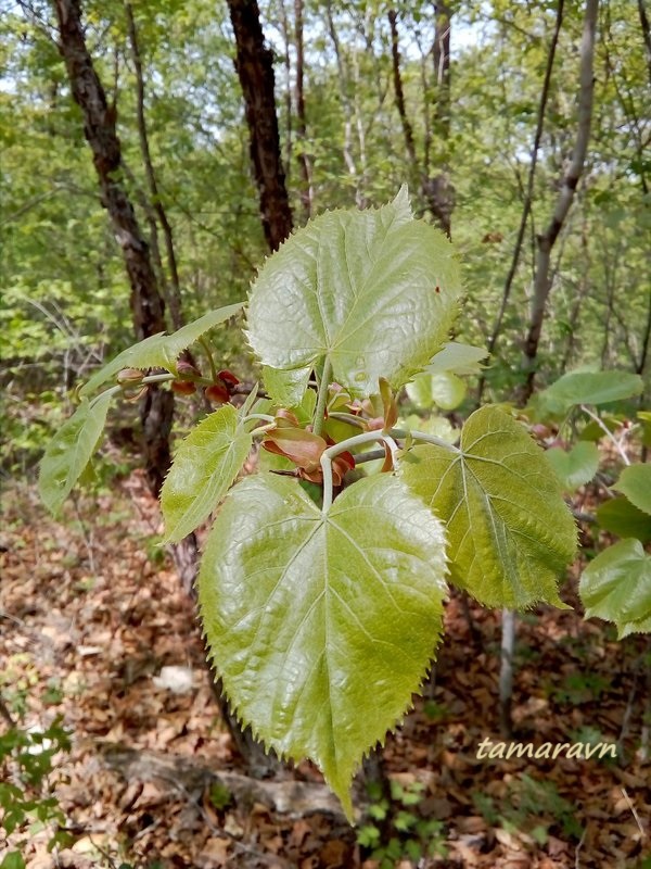 Липа маньчжурская (Tilia mandshurica)