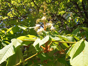 CASTAÑO DE INDIAS: Aesculus hippocastanum