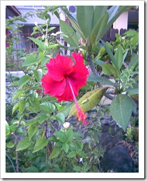 bunga raya
