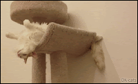 Weird Cat GIF • Funny cat sleeping on his back on very weird and acrobatic position