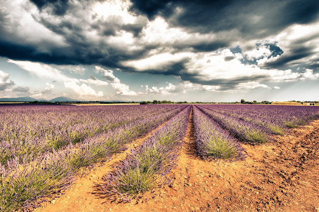 Campi di lavanda a Valensole