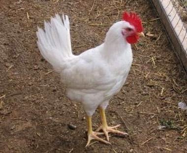 Macam Macam Ayam Ras Ternak Ayam