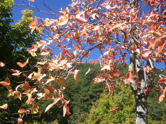 Wuling Farm maple autumn foliage