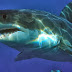 Αντιμέτωπος με καρχαρία ήρθε χειμερινός κολυμβητής στην Πάτρα