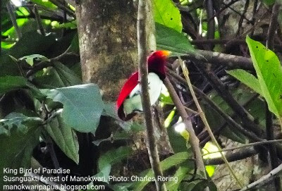 This King Bird of Paradise was photographed in Susnguakti forest in the south of Manokwari city, Indonesia.