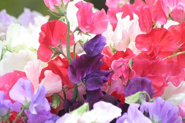 Sweet Peas