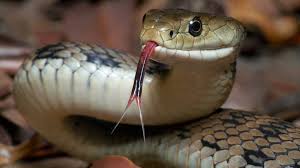 BEWARE. IT IS SNAKE SEASON!-fidetv