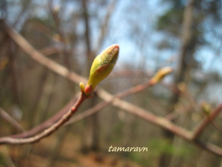 Клён бородатый / Клён бородчатонервный (Acer barbinerve)