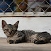 Drogcsempész macskát fogtak egy panamai börtönben