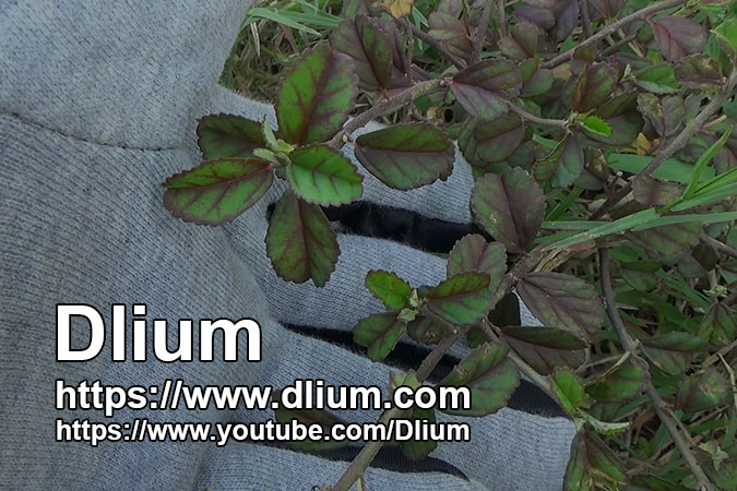 Dlium Sese (Sida alnifolia)