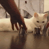 Smart Kitty Cat