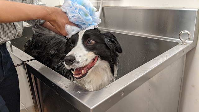 保護犬 ボーダーコリー トーマ セルフウォッシュ シャンプー