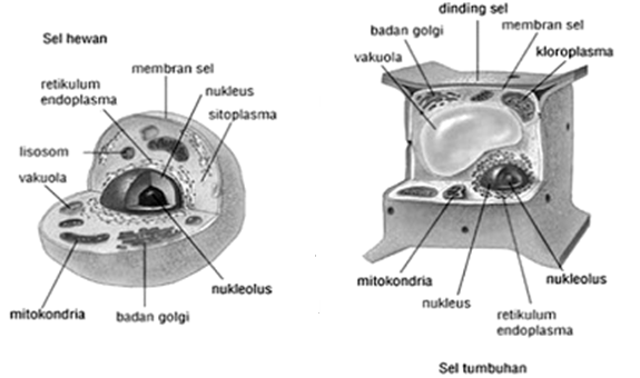 PERBEDAAN SEL  TUMBUHAN  DAN HEWAN  MATERI DAN SOAL IPA 