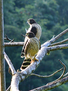 Juvenile Double-toothed Kite in Puriscal