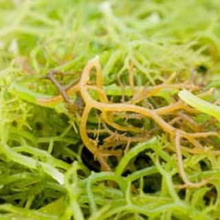 Seaweed For Weight Loss