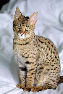 Savannah Cat Breed 