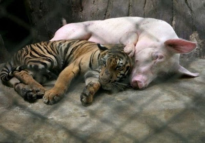 pig and tiger