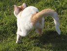 Bommel