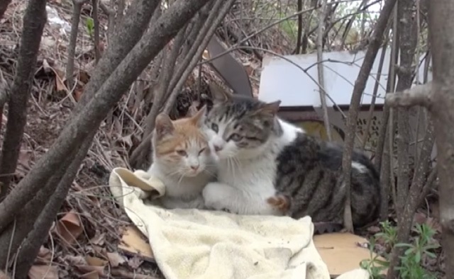 [VIDEO] Kisah Kucing Jaga 'Rakan' Cacat Sentuh Hati 