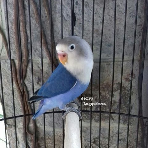 Gambar Jenis Mutasi Warna Lovebird Violet Beserta Ciri 