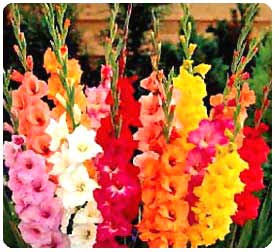 Gladiolus Flower Wallpaper