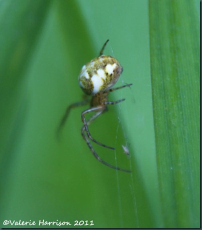 Metellina sp 1