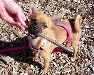 Violet loves to chew on tasty sticks.