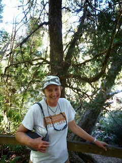 Jane Laws, Huon tree, Tasmania