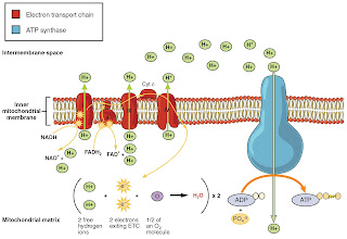 The electron transport chain