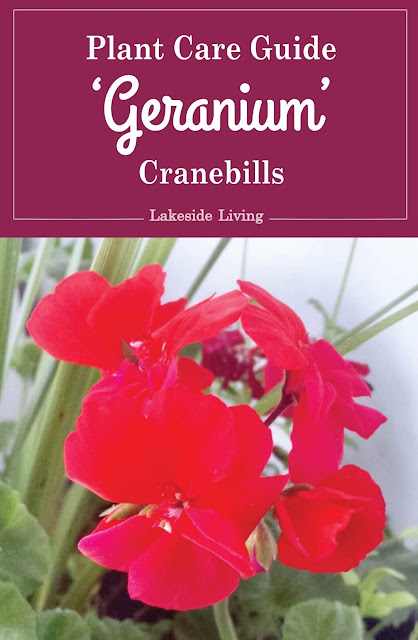 Geranium Cranebills Plant Care Guide
