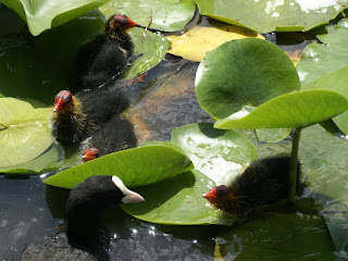 Fulica atra - Foulque macroule 