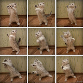 funny cat pictures, dancing kitten