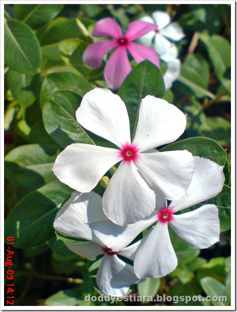 rose periwinkle 11