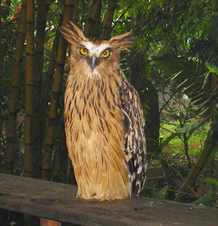 Harga burung hantu buffy fish owl