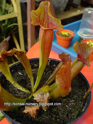 Sarracenia-Xcatesbaei