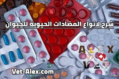 انواع واستخدامات المضادات الحيوية في الطب البيطري والحيوانات - شرح خطر استخدام المضادات الحيوية