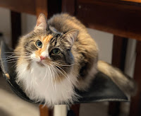 A long-haired CAT with calico coloring looking quizzical and adorable