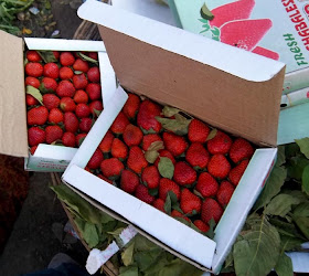 strawberries packed in cardboard boxes