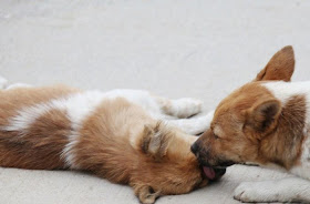 Dog mourns the death of his companion, dog friendship, dog love, sad dog