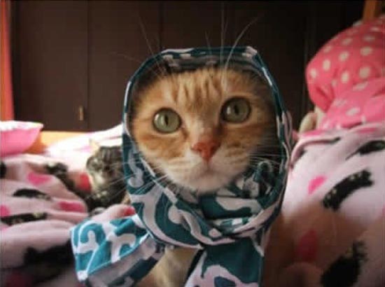 Mèo mang khăn choàng