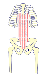 Origen e inserción del recto mayor del abdomen.