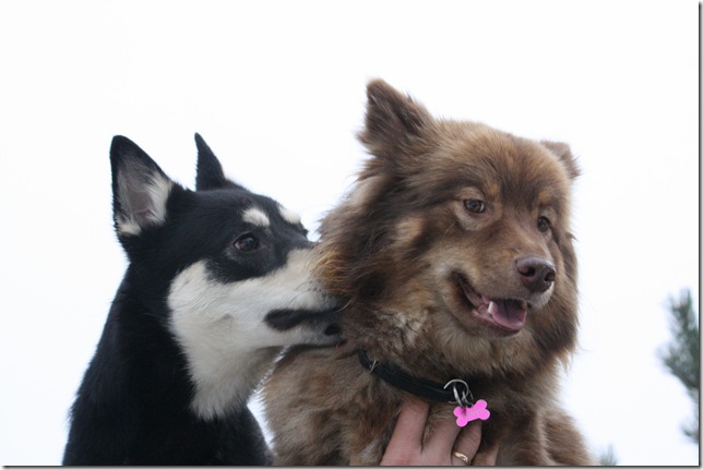 Lapphundtreff Tueneset 2010 090