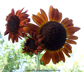 Three Magnificent Autumn Beauty Sunflower Blossoms