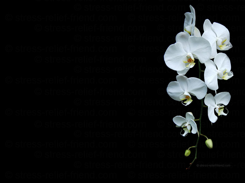 Orchid Wallpaper