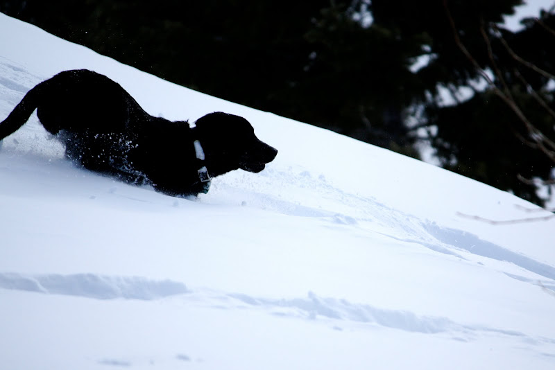 Sterling jumps through the snow going down a gentle incline