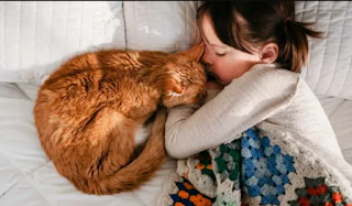 حكم النوم مع القطط وهل يجوز النوم مع القطط شرعًا